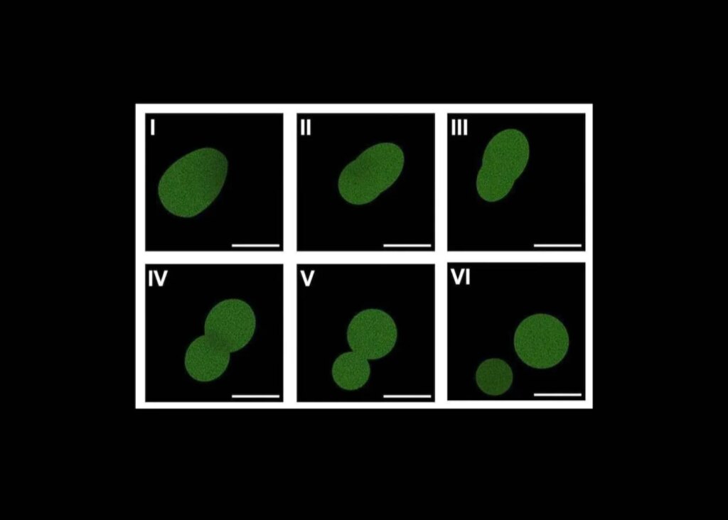 This Synthetic Cell Grows, Copies Its DNA, and Produces Offspring—But It Isn’t Alive