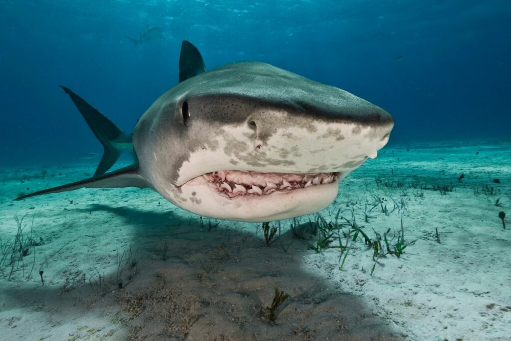 Why more extreme rain could mean more shark bites Why more extreme rain could mean more shark bites