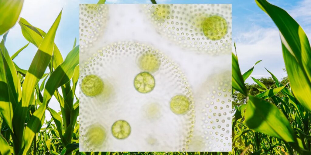 How engineered microbes could help feed the world’s crops