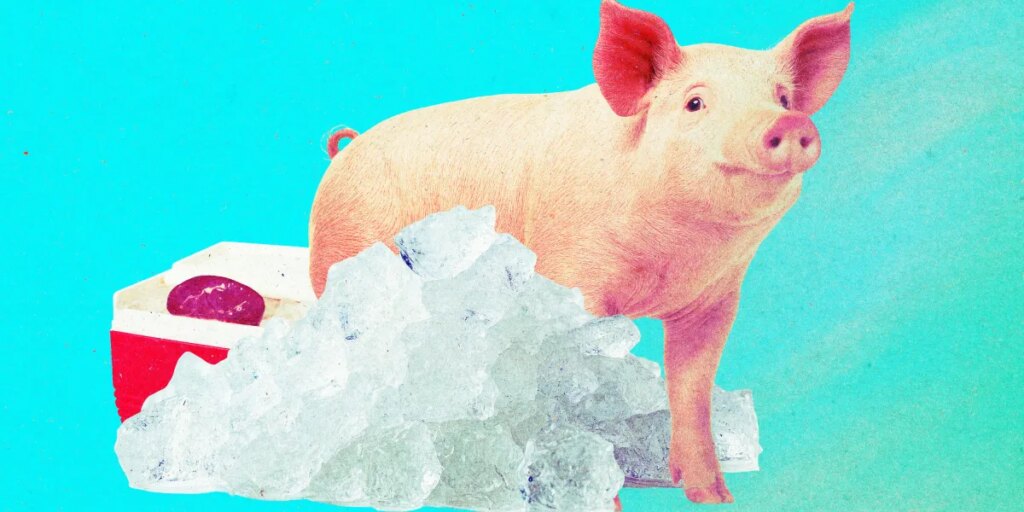 The Download: reviving frozen pig kidneys and boosting nuclear power The Download: reviving frozen pig kidneys and boosting nuclear power