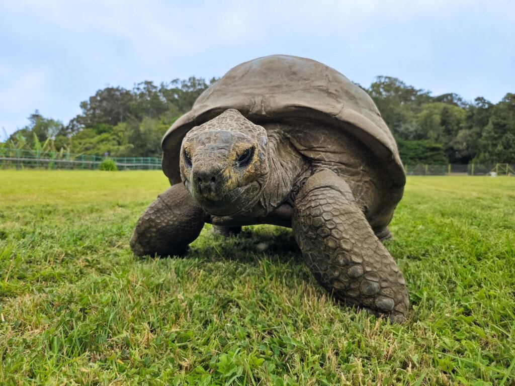 The Oldest Living Land Animal Is 194. DNA May Now Reveal the Secret to His Longevity. The Oldest Living Land Animal Is 194. DNA May Now Reveal the Secret to His Longevity.